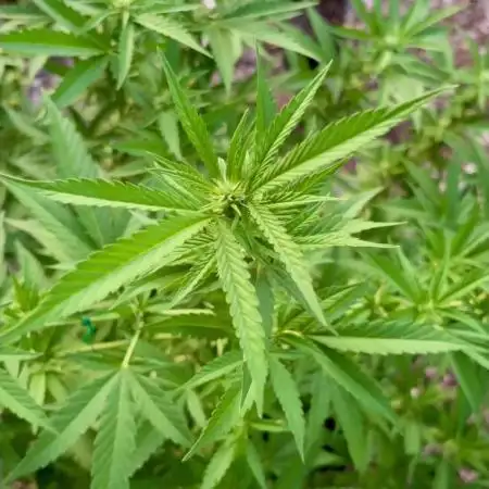 Skunk 5/22/25
