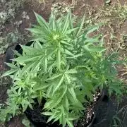 Dutch Treat - 1/7/26