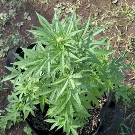 Dutch Treat - 1/7/26