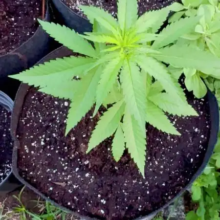 Blue Dream 8/25/25