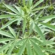 Skunk #1 - 4/20/26