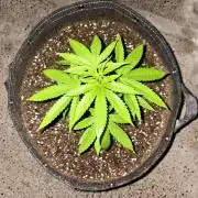 Purple Haze 10/27/25