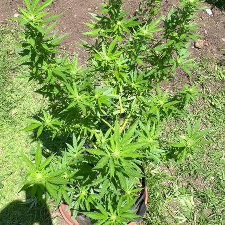 Purple Haze - 6/3/26