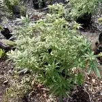 Skunk 5/22/25