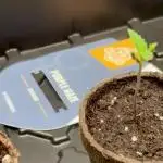 Purple Haze 10/27/25