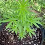 Silver Haze 5/28/25