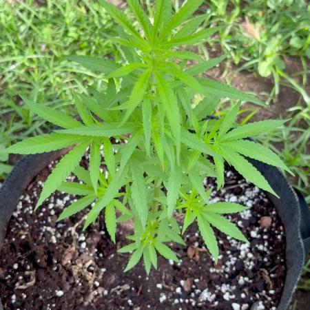 Silver Haze 5/28/25
