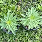 Purple Haze - 6/3/26