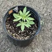 Blue Dream - 9/26/26