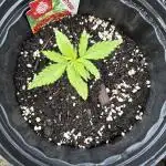 Cherry Pie 8/28/25