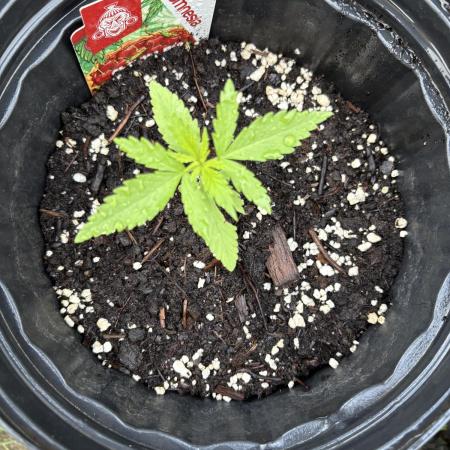 Cherry Pie 8/28/25