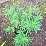 Purple Haze - 6/3/26