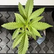 Purple Haze - 6/3/26