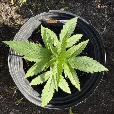 Blue Dream 8/25/25