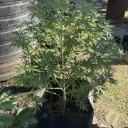 Purple Haze - 6/3/26
