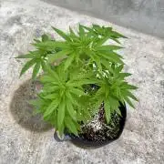 Purple Haze 10/27/25