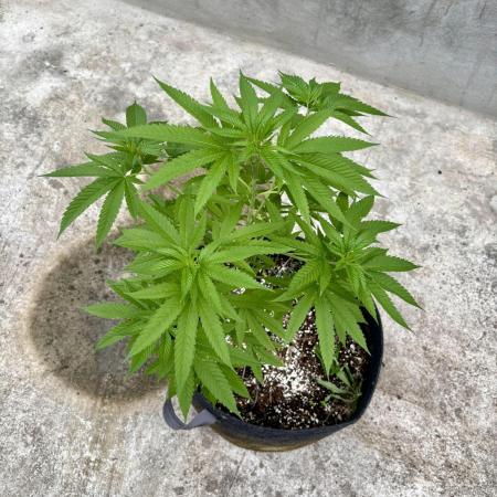 Purple Haze 10/27/25