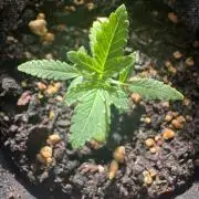 OG KUSH - 6/10/26