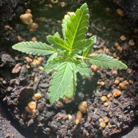 OG KUSH - 6/10/26
