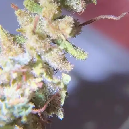 Skunk 5/22/25