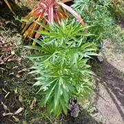 Purple Haze - 6/3/26