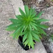 Skunk #1 - 4/20/26