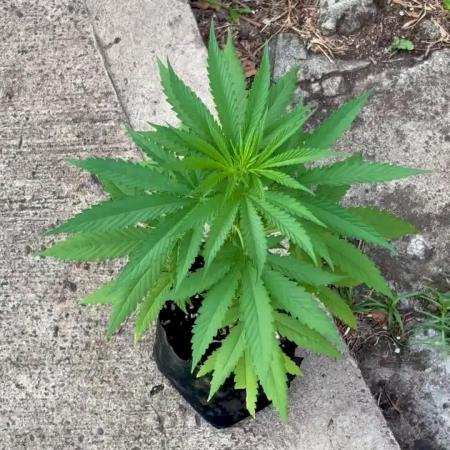 Skunk #1 - 4/20/26