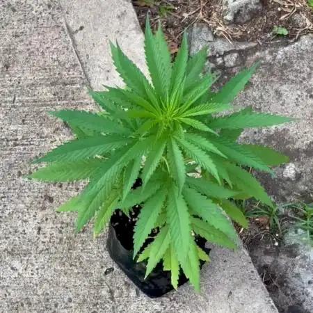 Skunk #1 - 4/20/26
