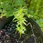 Silver Haze 5/28/25