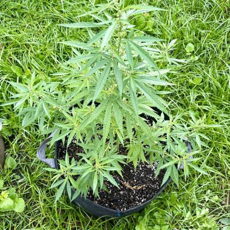 Skunk #1 - 4/20/26