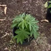 Blue Skunk - 4/12/26