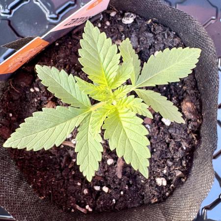 Blue Dream - 9/26/26