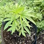 Silver Haze 5/28/25