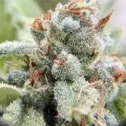 Blue Skunk - 12/29/25