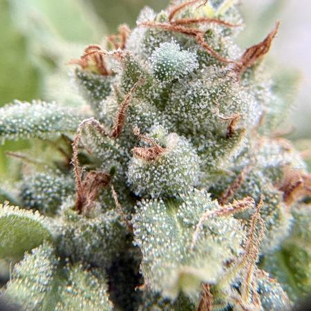 Blue Skunk - 12/29/25