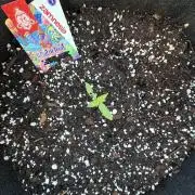 Dutch Treat - 1/7/26