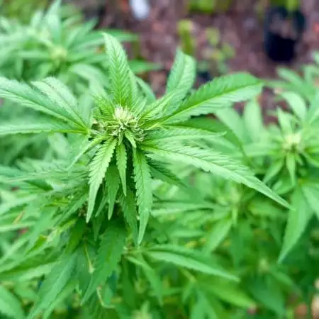 Skunk 5/22/25