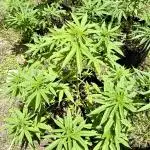 Skunk 5/22/25