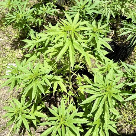 Skunk 5/22/25