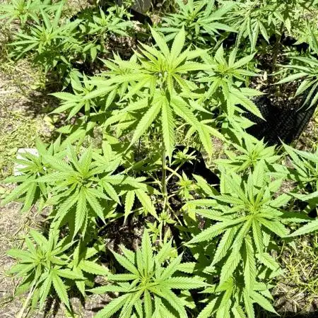 Skunk 5/22/25