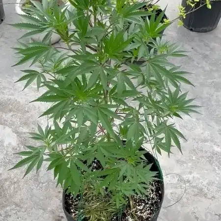 Blue Skunk 12/29/25