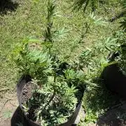 OG KUSH - 6/10/26