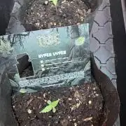 Hyper Vyper First Edition