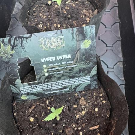 Hyper Vyper First Edition