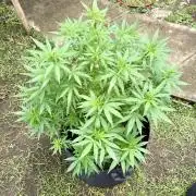 Purple Haze - 6/3/26