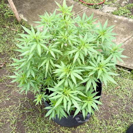 Purple Haze - 6/3/26