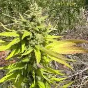 Purple Haze 10/27/25