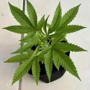 OG KUSH - 6/10/26