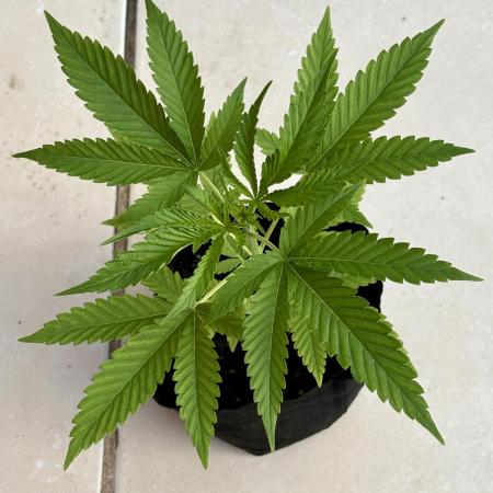 OG KUSH - 6/10/26