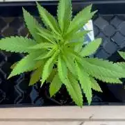 Purple Haze - 6/3/26